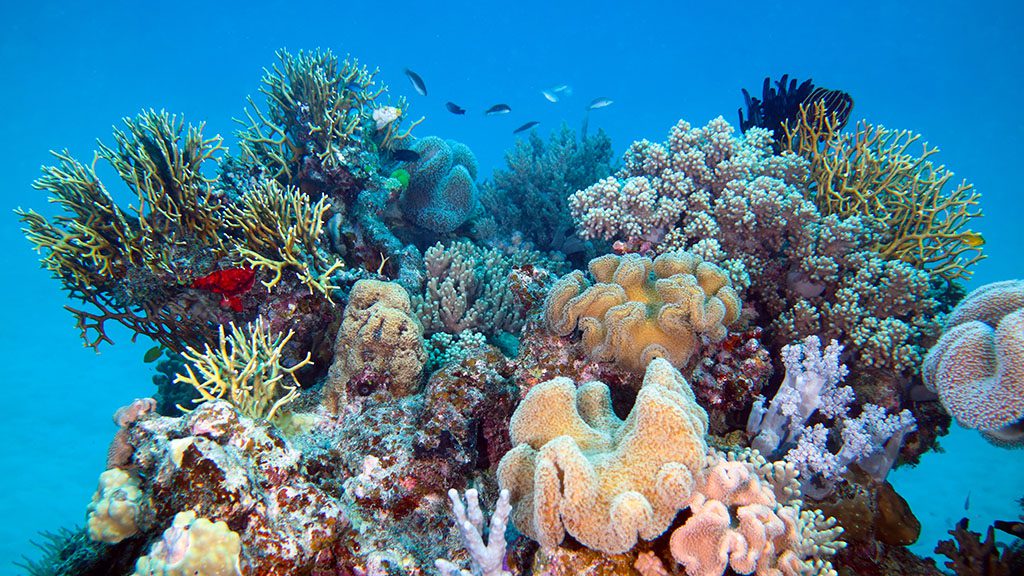 The Great Barrier Reef Today - New Map shows current health of the Reef Passions of paradise milln reef three sisters coral scene