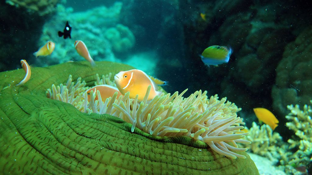 The Great Barrier Reef Today - New Map shows current health of the Reef Saxon reef anemone