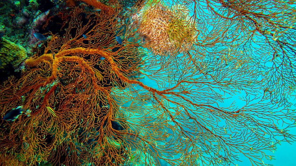 The Great Barrier Reef Today - New Map shows current health of the Reef Sunlover reef cruises moore reef red sea fan