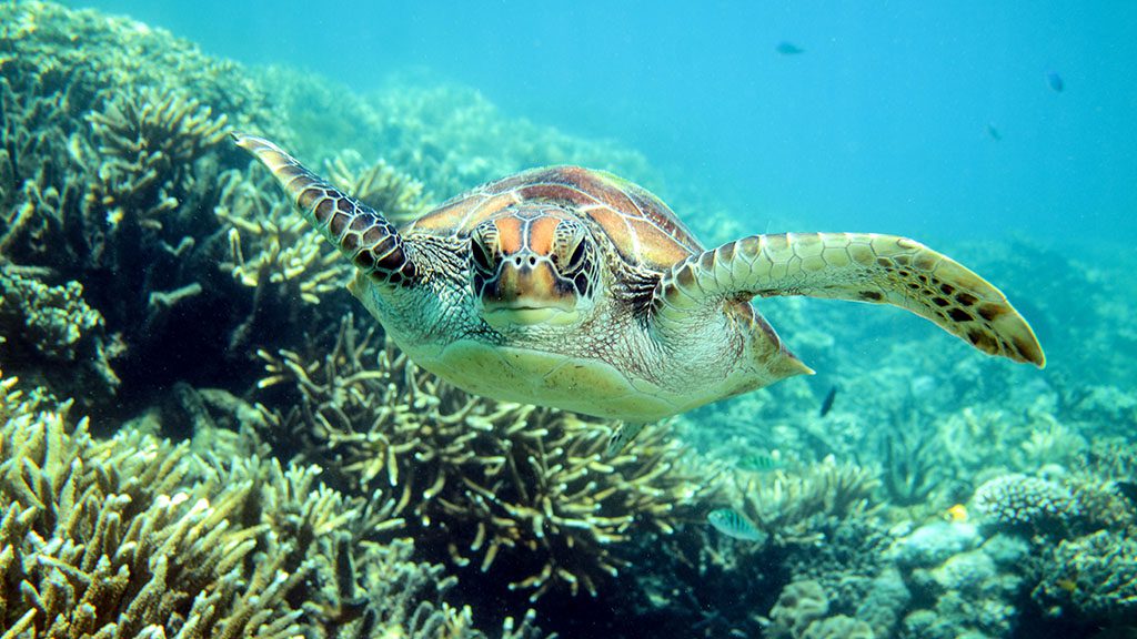 The Great Barrier Reef Today - New Map shows current health of the Reef Sunlover reef cruises moore reef turtle