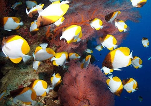 Diving christmas island butterfly fish image by david hettich for christmas island tourism association sp