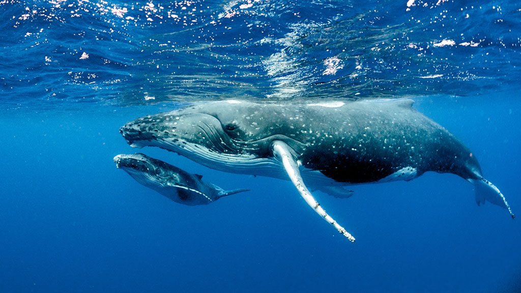 Humpback whale mother and calf pacific ocean 1218839440