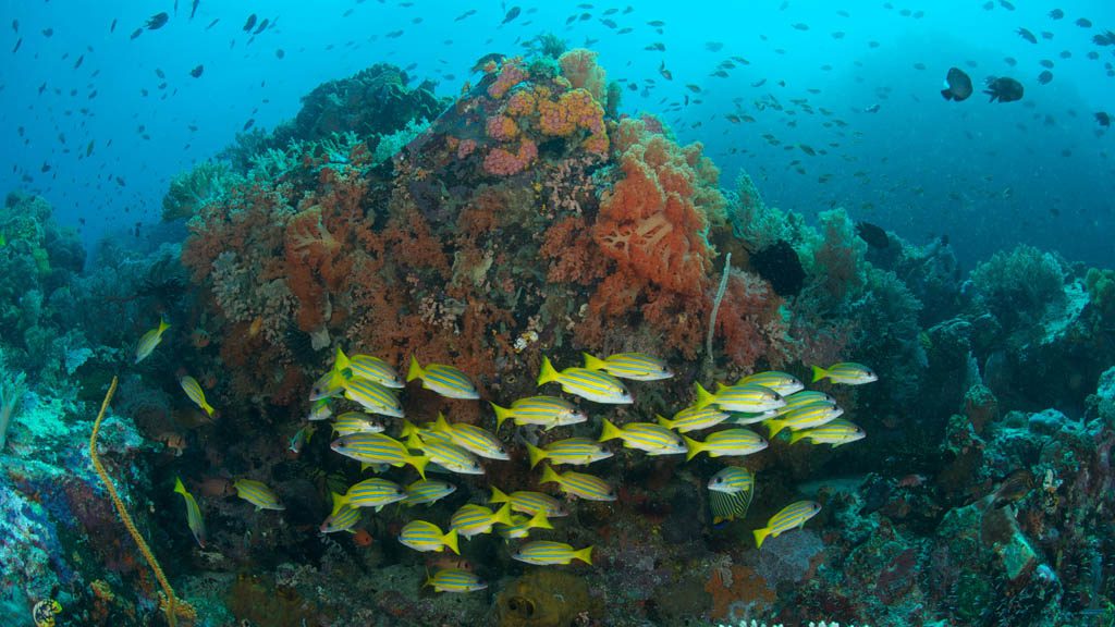 Murex Bangka Dive Resort, North Sulawesi, Indonesia - Coral Garden