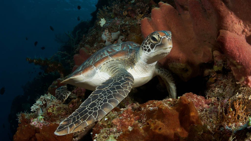 Murex Manado Dive Resort North Sulawesi Indonesia - Turtle