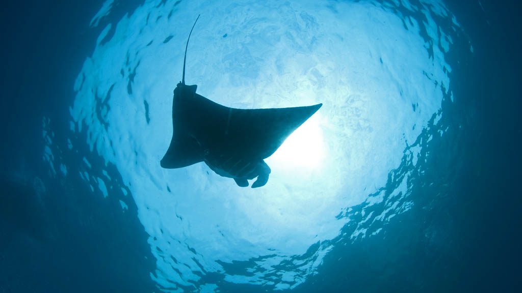 Gangga Divers at Lotus Bungalows Candidasa, Bali, Indonesia - Manta Point