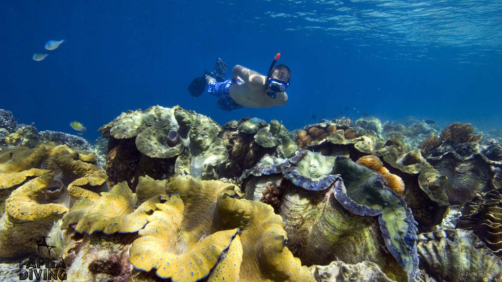 Kri Eco Resort diving with Papua Diving, Kri Island, Raja Ampat, Indonesia - Snorkelling Amongst Clams