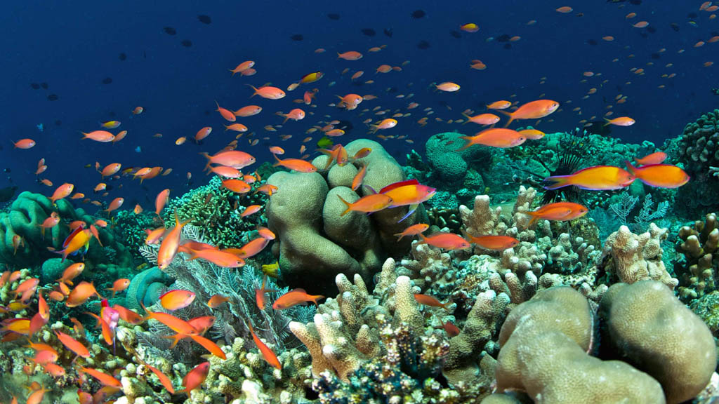 Murex Manado Dive Resort North Sulawesi Indonesia - Colourful Anthias