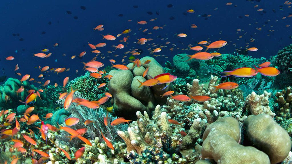 Murex Manado Dive Resort North Sulawesi Indonesia - Colourful Anthias
