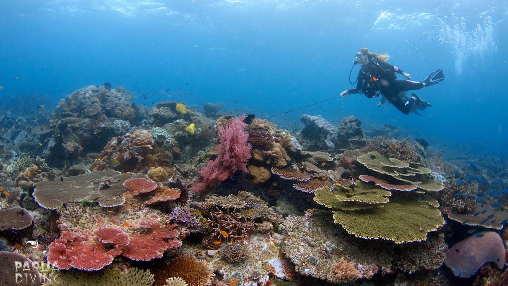 Kri Eco Resort diving with Papua Diving, Kri Island, Raja Ampat, Indonesia - Otdima Dive Site