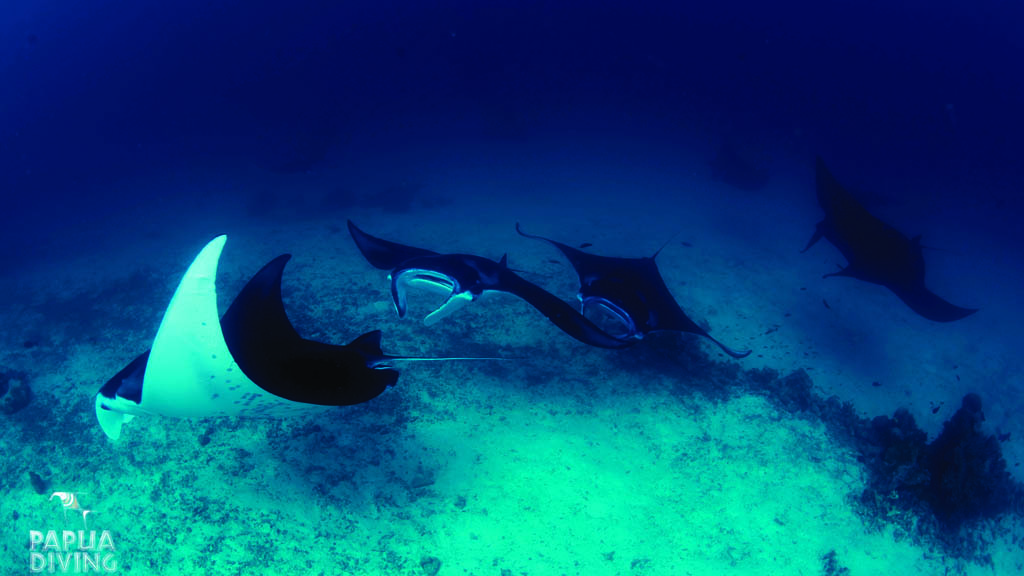 Papua Diving Resorts, Sorido Bay Resort, Kri Island, Raja Ampat, Indonesia - Manta Rays