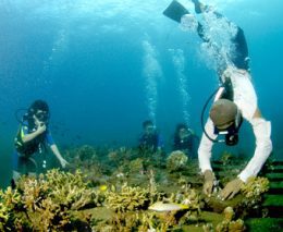 Volunteer for Coral Reef Restoration at Sea Communities in Bali and put your scuba diving to good use helping to restore coral reefs on an artificial coral reef structure. Sea Communities manage voluntourism for reef regeneration.