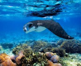 Bali Hai Diving Adventures at Hai Tide Beach Resort offers the easiest and best diving in Nusa Lembongan plus other Bali diving like Tulamben & Manta Point