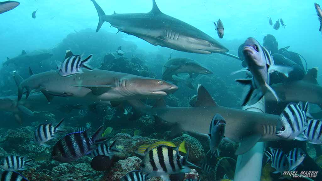 Beqa Adventure Divers Pacific Harbour Fiji Arena Shark Dive Beqa Lagoon - Hero
