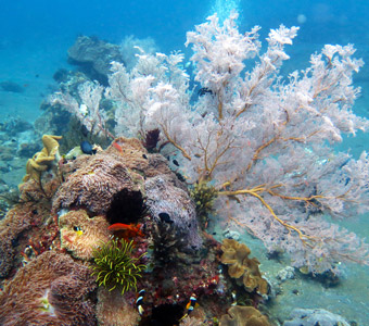 Bali Scuba Diving Resorts & Liveaboards | Diving Bali Indonesia gili selang colourful coral seascape