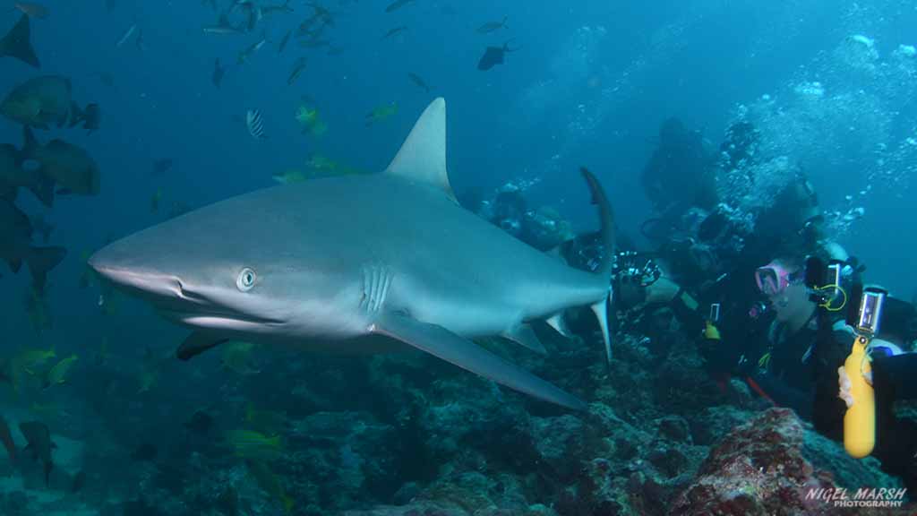Beqa Adventure Divers Pacific Harbour Fiji Arena Shark Dive Beqa Lagoon