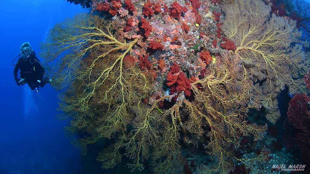 Beqa Adventure Divers Pacific Harbour Fiji Arena Shark Dive Beqa Lagoon - reefs