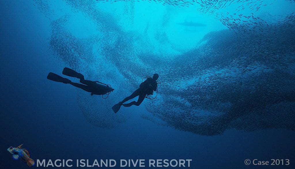 Magic Island Dive Resort Moalboal & Pescadore Island Cebu Philippines - Sardine Run