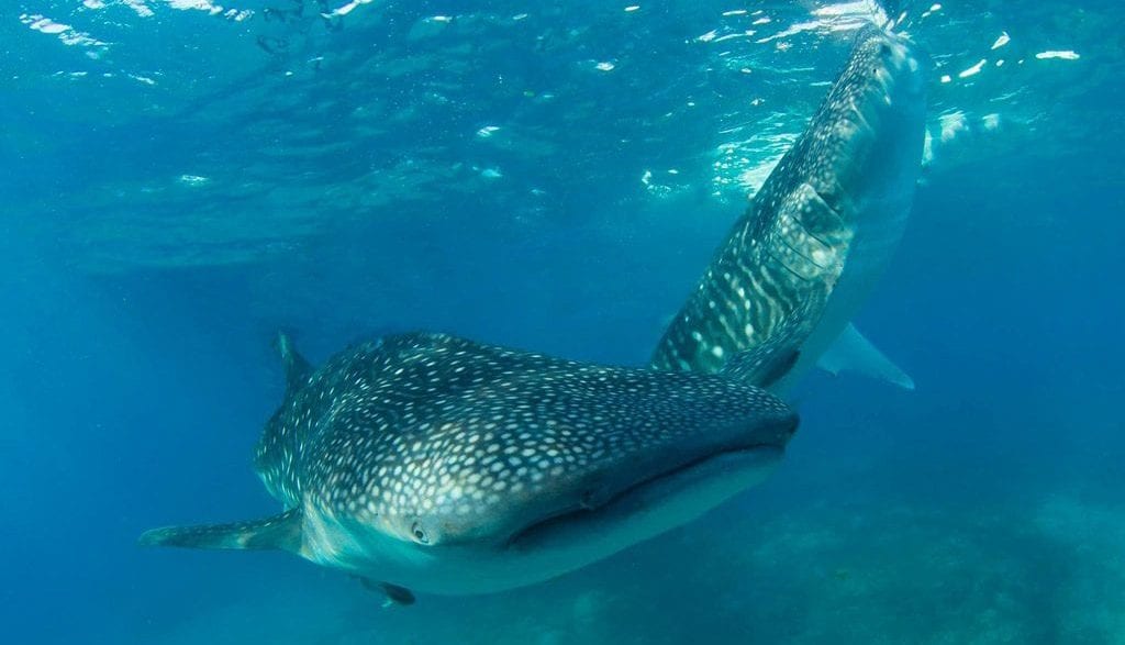 Magic Island Dive Resort Moalboal & Pescadore Island Cebu Philippines - Whale Shark Credit Alicia Shaw