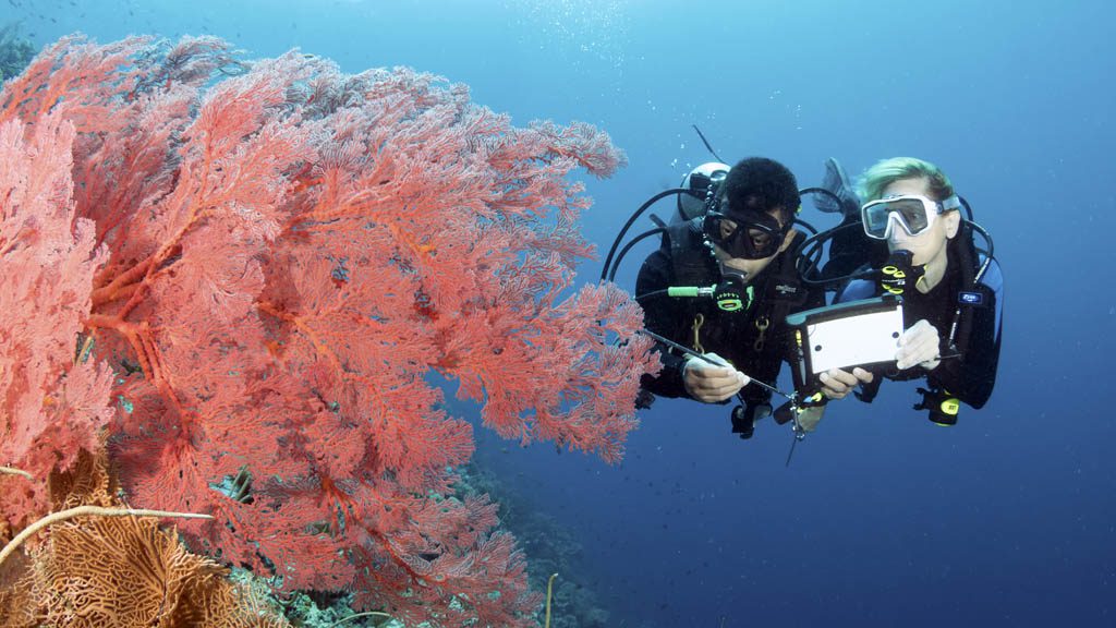 Wakatobi Dive Resort Pulau Tolandono Central Sulawesi - Private Dive Guide Credit Walt Stearns