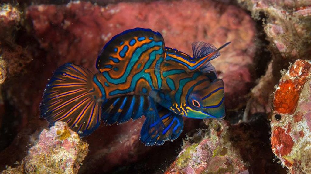 Magic Island Dive Resort Moalboal & Pescadore Island Cebu Philippines - Mandarinfish Credit Jane Jenkins