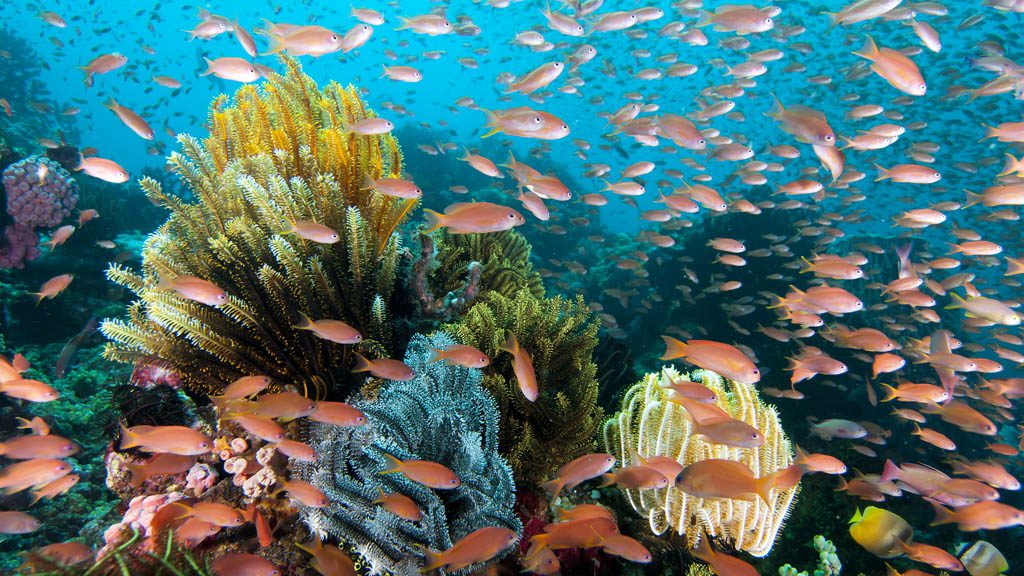 Wakatobi Dive Resort Pulau Tolandono Central Sulawesi - Reef Credit Walt Stearns