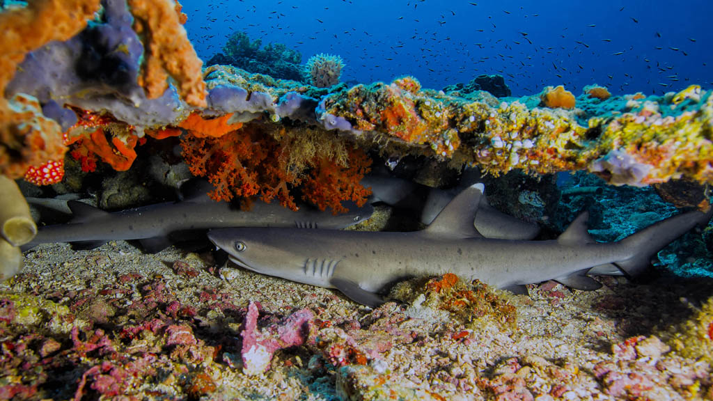 Murex Bangka Dive Resort, North Sulawesi, Indonesia - White Tipped Sharks