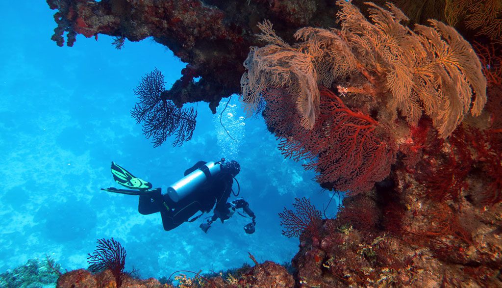5 Great Australian Dives - Visit Australia & Help Bushfire Recovery - Great Barrier Reef Coral Sea Holmes Reef With Mike Ball