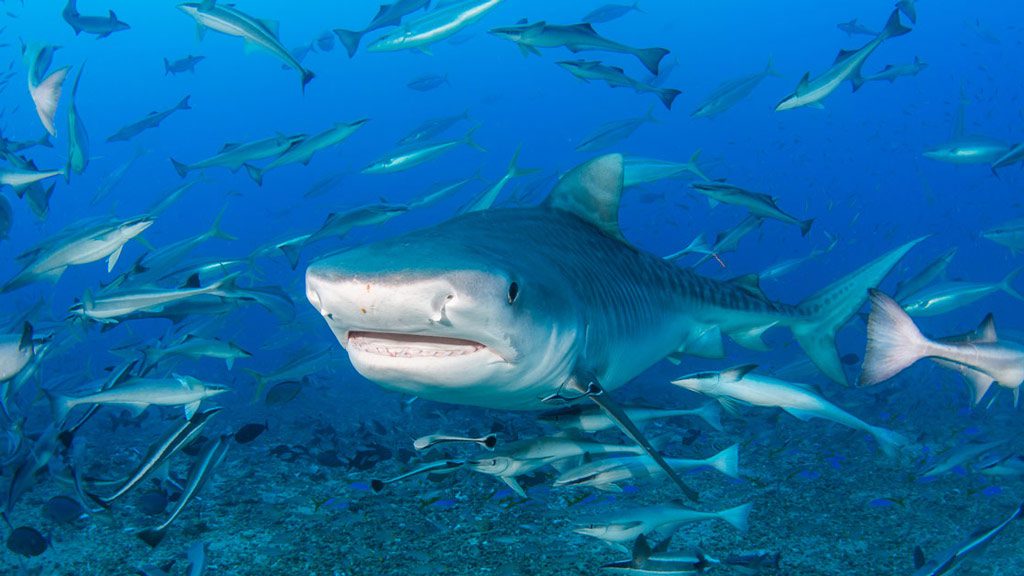 Beqa Lagoon Resort, Beqa Island, Fiji Cathedral Shark Dive & Coral Diving - Tiger Shark