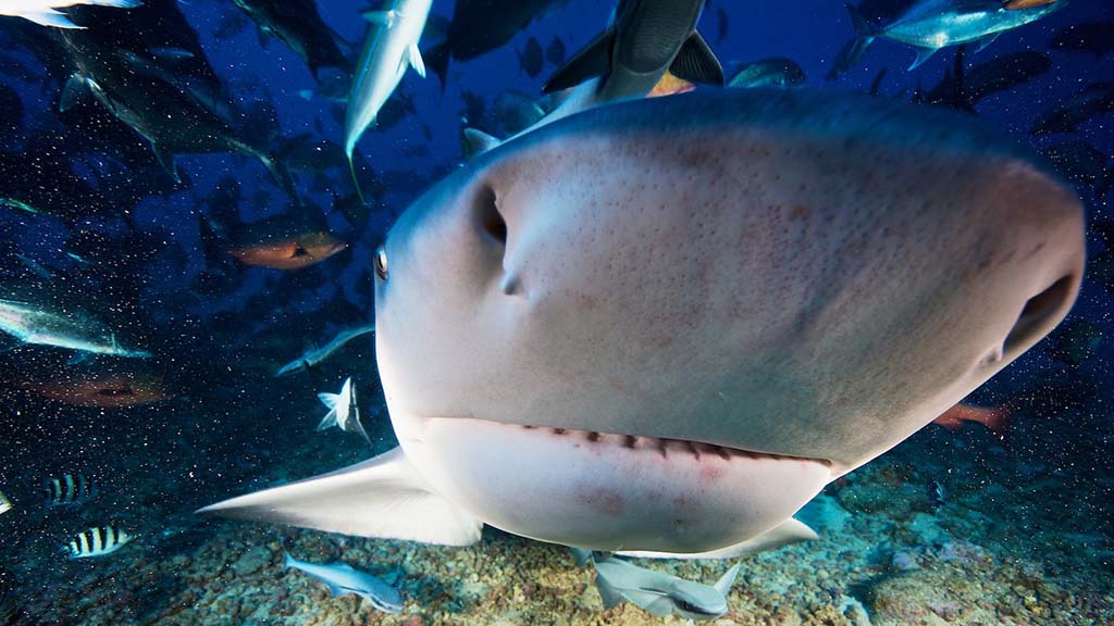 Beqa Lagoon Resort, Beqa Island, Fiji Cathedral Shark Dive & Coral Diving - Shark Nose