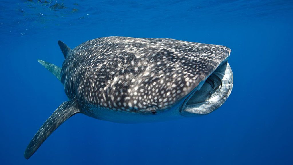 Australia’s Best Local Dive Getaways | Best Diving in Australia - Christmas Island Whale Shark Image by David Hettich
