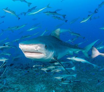 Beqa Lagoon Resort offers the Cathedral Shark diving and access to over 40 great dive sites within 20 mins ride, plus nitrox and training courses