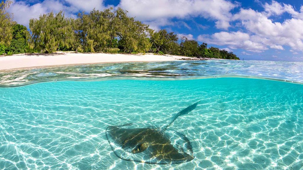 Australia’s Best Local Dive Getaways | Best Diving in Australia - Heron Island Ray
