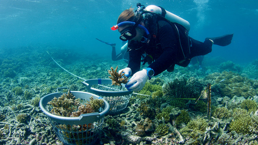 Rebuilding the Great Barrier Reef with Reef Stars | MARRS Reef Stars - Eric Fisher GBR Biology Collecting Coral Fragments of Opportunity