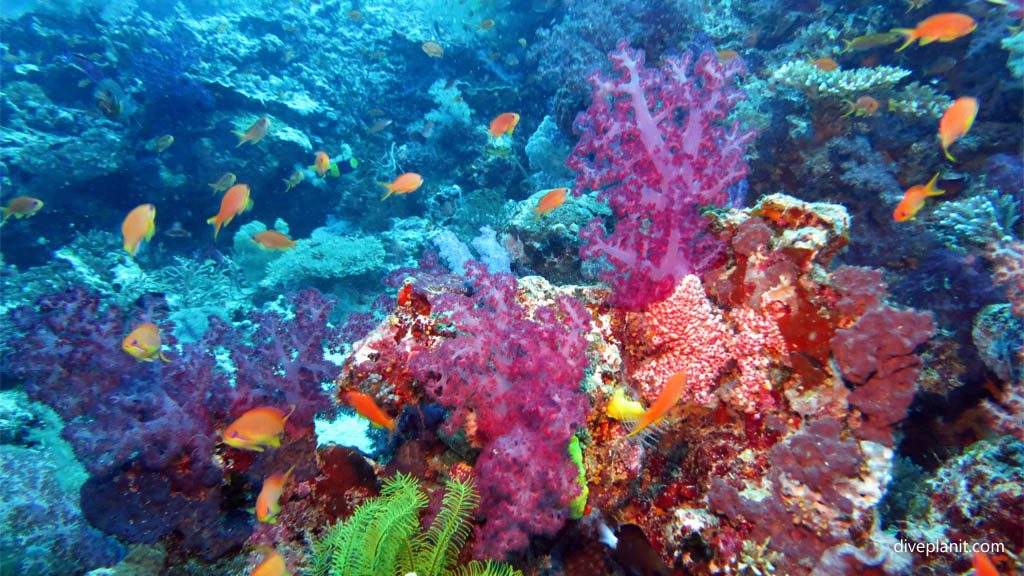 Taveuni Dive Resort, Taveuni for Diving Rainbow Reef, Fiji Islands - Purple Corals