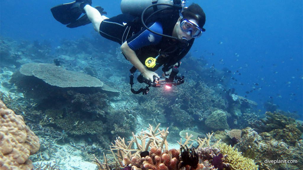 Taveuni Dive Resort, Taveuni for Diving Rainbow Reef, Fiji Islands - Diver on the Ledge