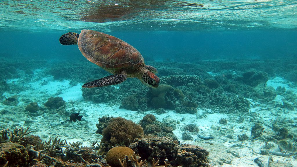 1 lady elliot island eco resort great barrier reef australia lagoon turtle hero1024