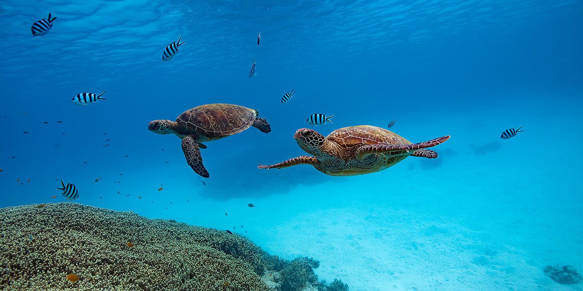 You can dive Lady Musgrave Island with Lady Musgrave Experience who run day trips to Lady Musgrave Island and the ex-HMAS Tobruk wreck, departing daily from Bundaberg.