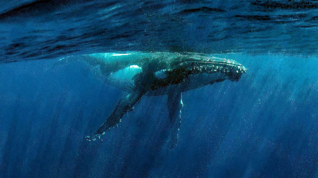 10 Exmouth Dive and Whale Sharks Ningaloo Australia Humpback Whale