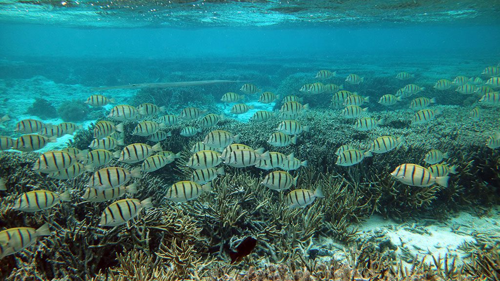 10 lady elliot island eco resort great barrier reef australia lagoon convict surgeons and trumpet fish 6968