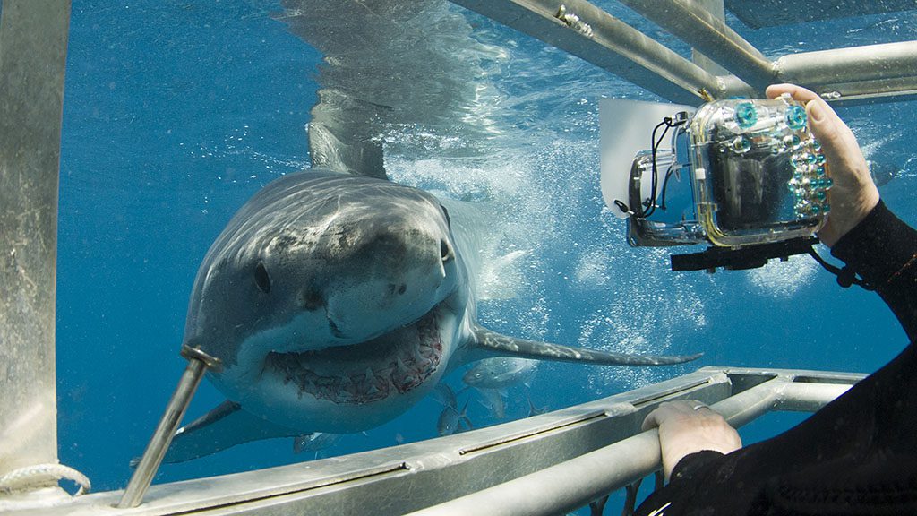 10 rodney fox dive liveaboard south australia australia diver takes photo of shark in cage credit jayne jenkins dsc9088e