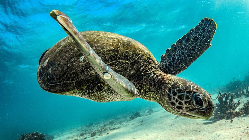 11 Exmouth Dive and Whale Sharks Ningaloo Australia Turtle