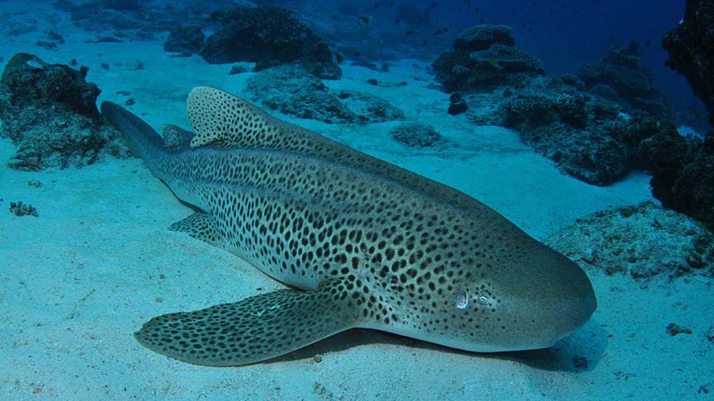 11 lady elliot island eco resort great barrier reef australia leopard shark credit nigel marsh
