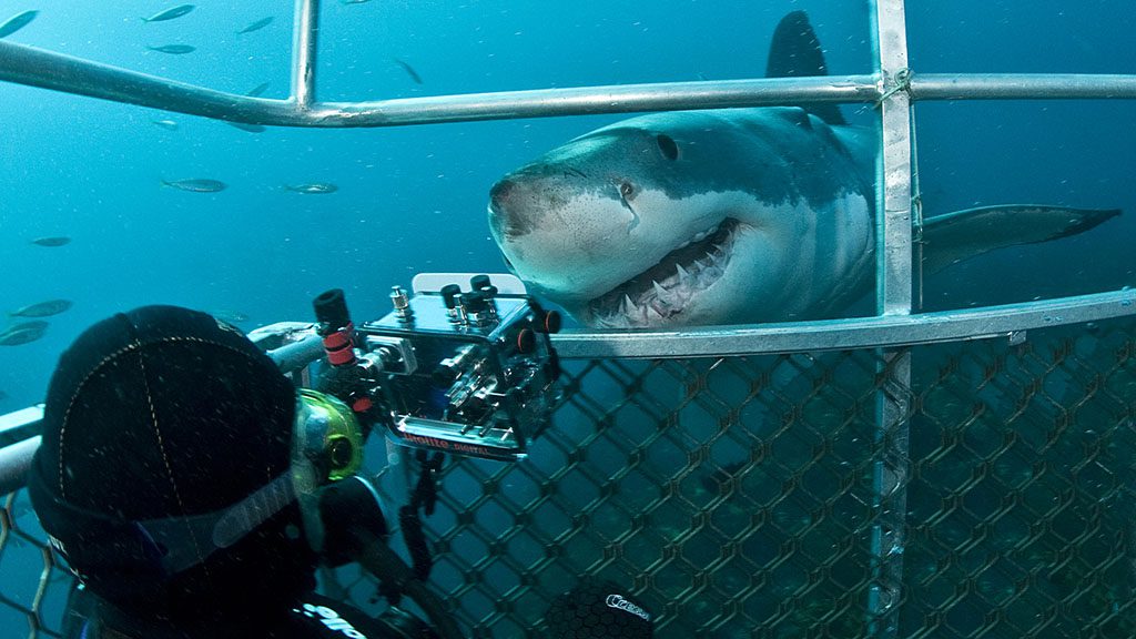 11 rodney fox dive liveaboard south australia australia diver in cage with shark credit jayne jenkins jjc8712e