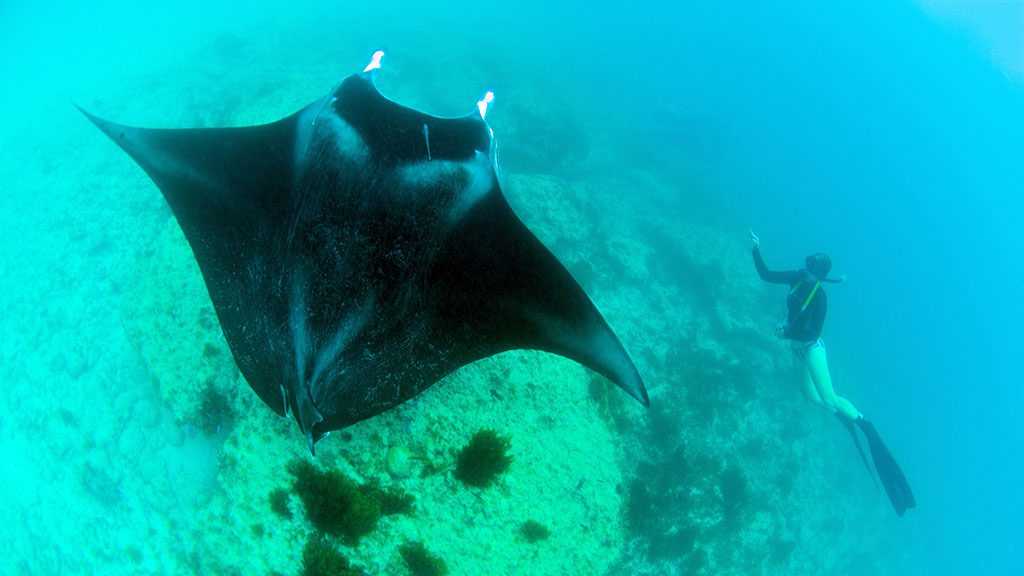 11 Sail Ningaloo | Ningaloo Liveaboard Australia Freediver with Manta