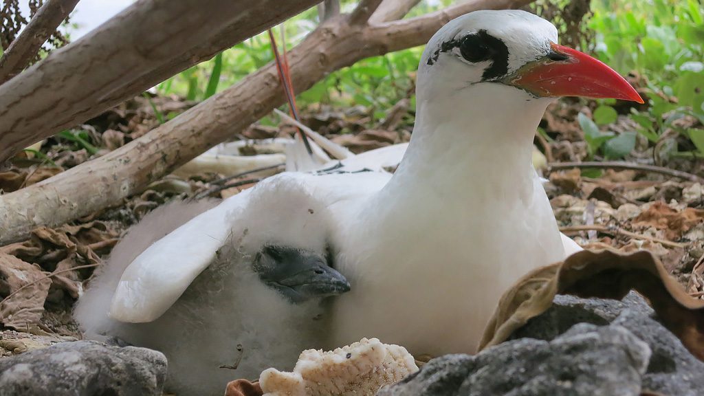 12 lady elliot island great barrier reef australia 2338 tropic bird with chick