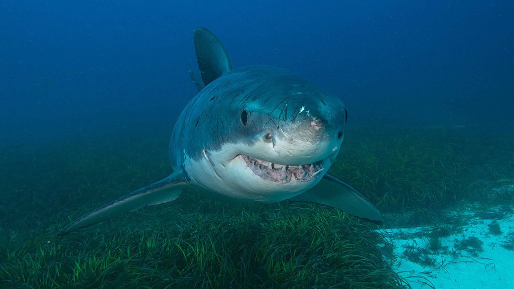 12 rodney fox dive liveaboard south australia australia great white shark credit jayne jenkins jj30493e