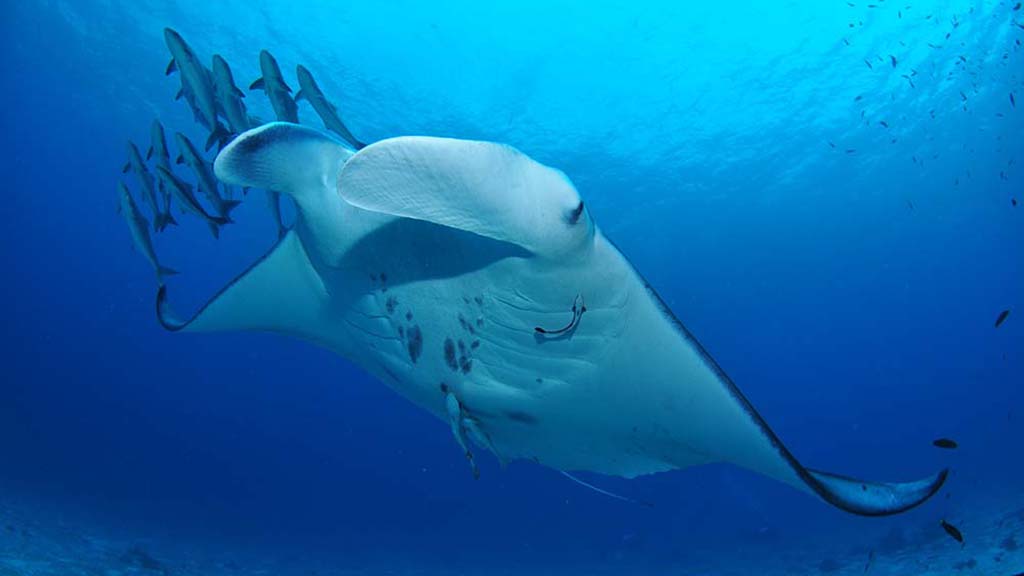 13 lady elliot island eco resort great barrier reef australia manta credit nigel marsh