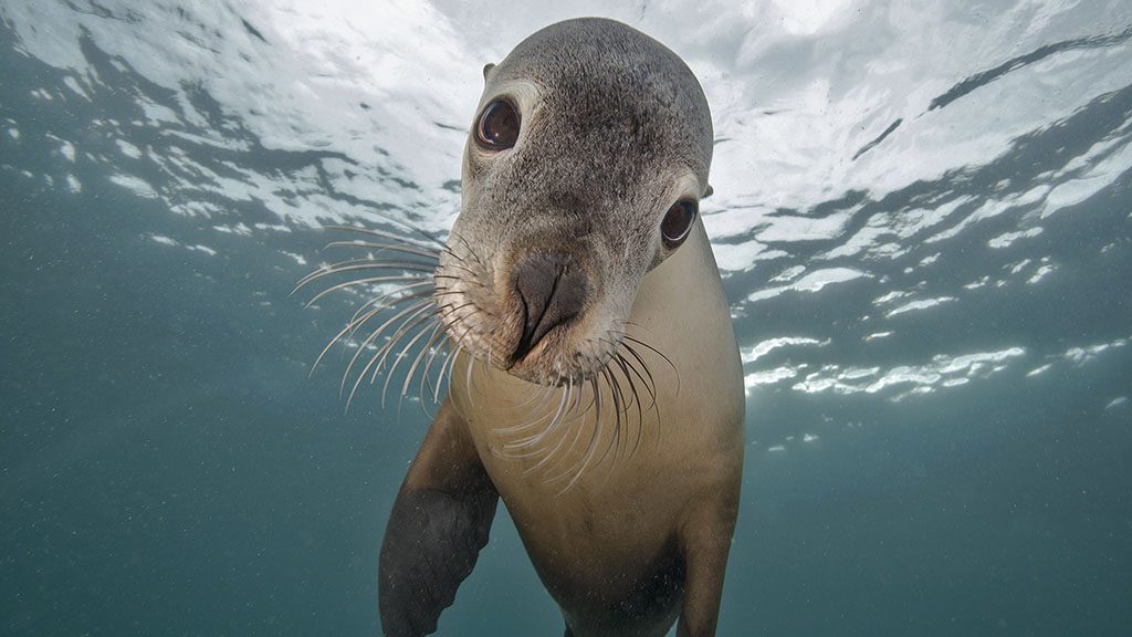 13 rodney fox dive liveaboard south australia australia nz fur seal credit jayne jenkins 8830e