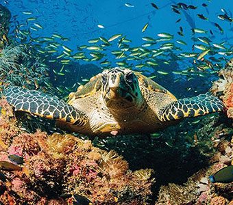 Adrenalin Dive offer diving day trips and liveaboard trips, diving the central section of the Great Barrier Reef, the Yongala Wreck and the Museum of Underwater Art (MOUA).
