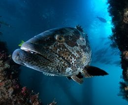 Dive Ningaloo Reef, Muiron Islands and Exmouth Navy Pier with Exmouth’s diving specialists. Dive Ningaloo is the only dive centre with permission to dive Exmouth Navy Pier and is open all year.